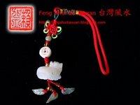 Tortue Dragon: caractéristiques et placements