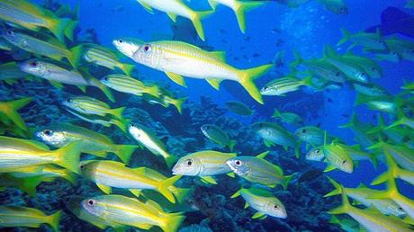 L'impact du CO2 sur le comportement des poissons n'avait jusqu'ici été démontré qu'en laboratoire.