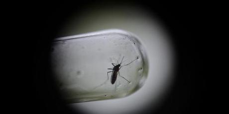 Le-moustique-aedes-aegypti-est-un-vecteur-de-la Dengue