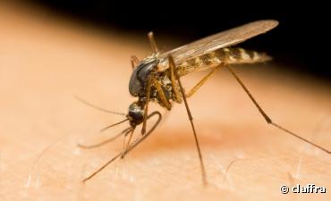 Brésil : des moustiques OGM pour lutter contre la dengue