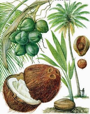 Vallons (et non rochers) crus à la noix de coco