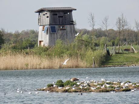 Balade au site ornithologique des 5 tailles à Thumeries