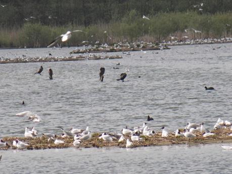 Balade au site ornithologique des 5 tailles à Thumeries