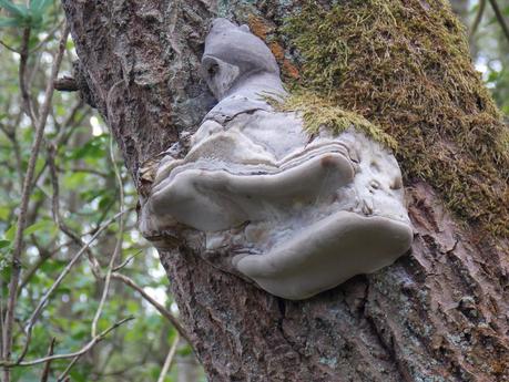 Balade au site ornithologique des 5 tailles à Thumeries