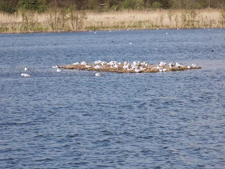 Balade au site ornithologique des 5 tailles à Thumeries