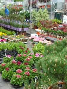 Une note de musique en plus et un marché aux fleurs DSCN2100