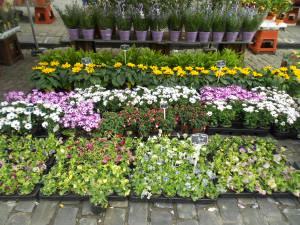 Une note de musique en plus et un marché aux fleurs DSCN2102