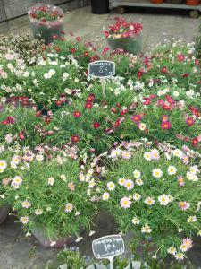 Une note de musique en plus et un marché aux fleurs DSCN2104