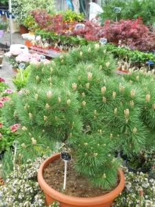 Une note de musique en plus et un marché aux fleurs DSCN2101