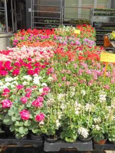 Une note de musique en plus et un marché aux fleurs DSCN2107