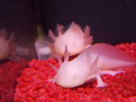 Le hasard de Diego DSCN0211