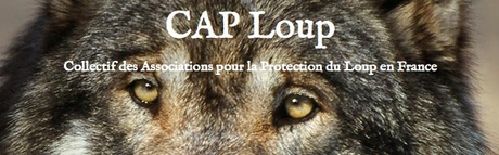 Cap-loup