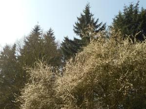 A contre-noir… DSCN0295