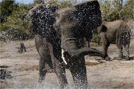 African Safari 3D - 3 African Safari 3D - 3