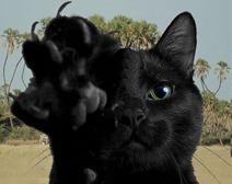 Scaramouche brousse Scaramouche brousse