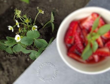 Coupes de fraises au basilic