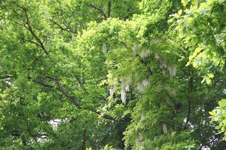 4 wisteria veneux 26 mai 2013 013 (1).jpg