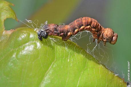 Chez ces papillons, seul le mâle a des ailes ! Chenille de l'Hibernie défeuillante (Erannis defoliaria)