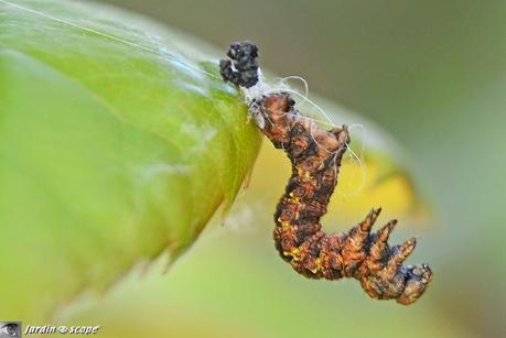 Chez ces papillons, seul le mâle a des ailes ! Chenille de l'Hibernie défeuillante (Erannis defoliaria)
