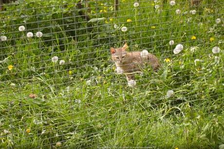 Observation au Parc des félins, Nesles (77) parc-des-felins43_gagaone