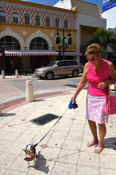 Ma vie en Floride du Sud #3 : West Palm Beach dameclematis