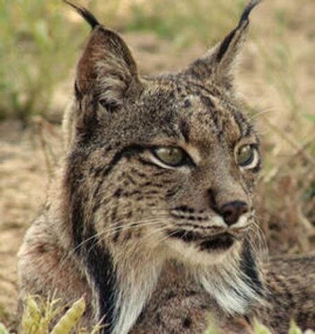 23/04 Lynx ibérique. Un espèce emblématique ibérique à protéger.