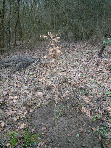 Quercus pubescens, le rescapé 1 quercus pub romi 5 fev 2010 050.jpg