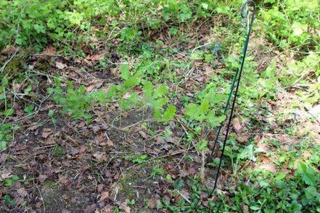 Quercus pubescens, le rescapé 5 quercus pubescens romi 22 avril 2014 009 (3).jpg