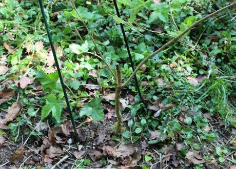 Quercus pubescens, le rescapé 6 quercus pubescens romi 22 avril 2014 009 (6).jpg