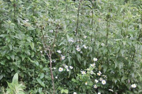 Quercus pubescens, le rescapé 3 quercus pub romi 23 juin 2011 105.jpg