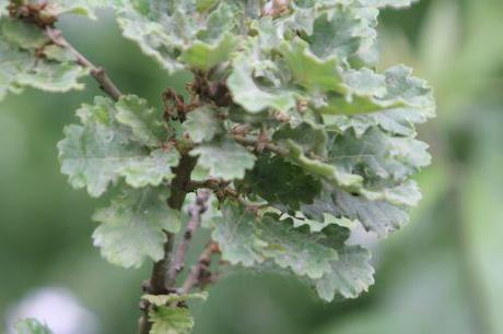 Quercus pubescens, le rescapé 4 quercus pub romi 23 juin 2011 111.jpg