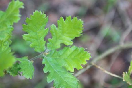 Quercus pubescens, le rescapé 8 quercus pubescens romi 22 avril 2014 009 (4).jpg