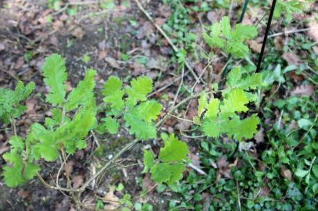 Quercus pubescens, le rescapé 7 quercus pubescens romi 22 avril 2014 009 (5).jpg