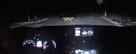 En Russie, un chien vole une voiture chien-vole-subaru