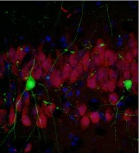 ALZHEIMER: Des souris retrouvent la mémoire par thérapie génique – The Journal of Neuroscience
