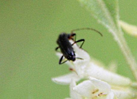 Faire fructifier Elaeagnus umbellata romi 26 avril 2014 p 031.jpg