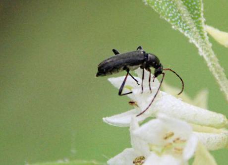 Faire fructifier Elaeagnus umbellata romi 26 avril 2014 p 032.jpg
