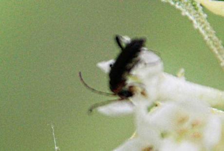 Faire fructifier Elaeagnus umbellata romi 26 avril 2014 p 029.jpg