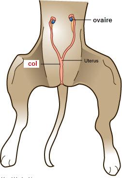 La ménopause chez la chienne existe-t-elle ? appareil_genital_chienne
