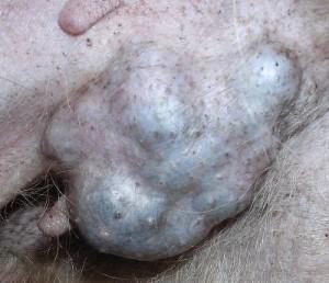 La ménopause chez la chienne existe-t-elle ? tumeur_mammaire_chienne