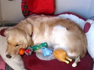 La ménopause chez la chienne existe-t-elle ? grossesse nerveuse chienne