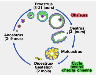 La ménopause chez la chienne existe-t-elle ? cycle-oestral-chienne