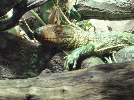 Londres 1/3 (végétal et animal) Londres 1/3 (végétal et animal)