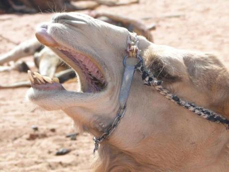 Jordanie: un moment magique au désert de Wadi Rum wadirum8