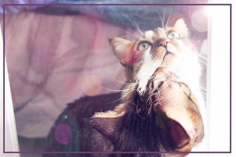 LUNASHOP LUNASHOP