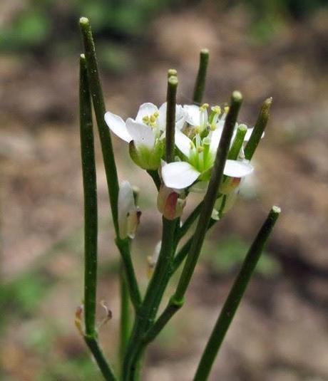 Cardamine hirsuta (Cardamine hirsute) Cardamine hirsuta (Cardamine hirsute)