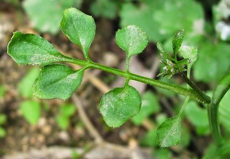 Cardamine hirsuta (Cardamine hirsute) Cardamine hirsuta (Cardamine hirsute)