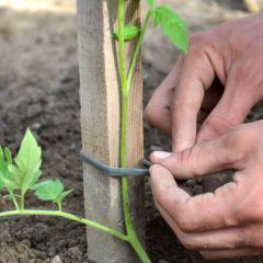 Plantation tomates etape 4, avr. 2014 Réussir la plantation des plants de tomates en 4 étapes simples.