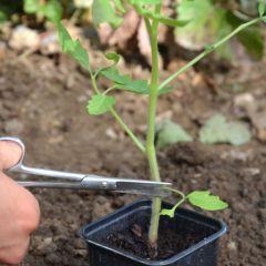 Plantation tomates etape 1, avr. 2014 Réussir la plantation des plants de tomates en 4 étapes simples.