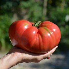Tomate géante, avr. 2014 Réussir la plantation des plants de tomates en 4 étapes simples.